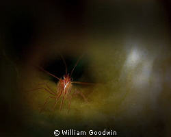 Peppermint Shrimp in a dark sponge, Bonaire by William Goodwin 